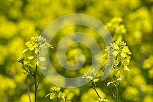 Mustard field, yellow blooming mustard