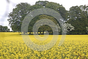 Mustard field photo