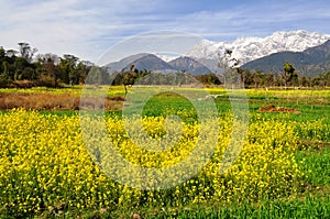 Mustard fields.