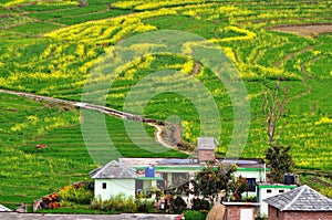 Mustard fields.