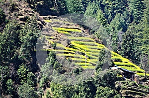 Mustard fields