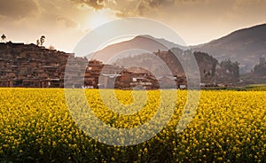 Mustard fields and an ancient village