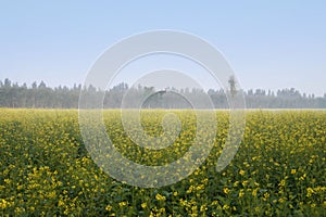 Mustard Fields - Brassica rapa