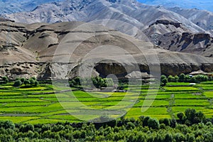 Mustard fields in leh and ladakh