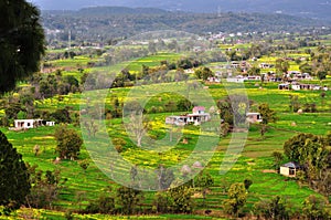 Mustard fields in the mountains.