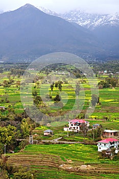 Mustard fields in the mountains.