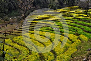 Mustard fields in the mountains.