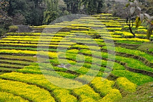 Mustard fields in the mountains.