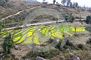 Mustard fields in the mountains.