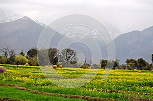 Mustard fields in the mountains.