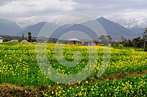 Mustard fields in the mountains.