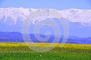 Mustard fields in the mountains.