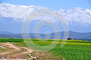 Mustard fields in the mountains of Kangra valley, Himachal Pradesh, India