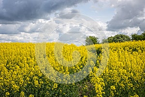 Mustard fields in spring under the cloudy sky, horizontal image