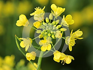 Mustard flower