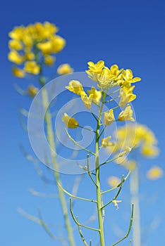 Mustard Flower