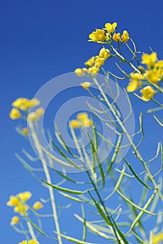 Mustard Flower