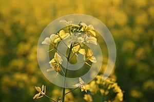 Mustard Flower Blooms India