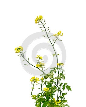 Mustard Flower blossom, Canola or Oilseed Rapeseed