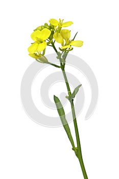 Mustard flower