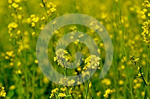 Mustard flower in a field