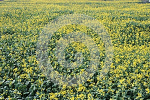 Mustard flower field is full blooming