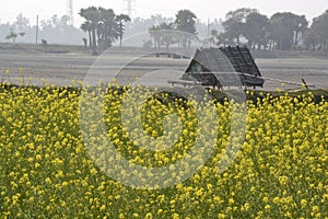 Mustard flower field near medinipur west bengal