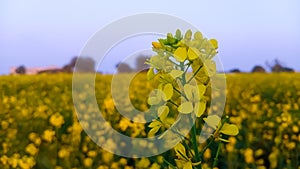 Mustard Flower field in rural area