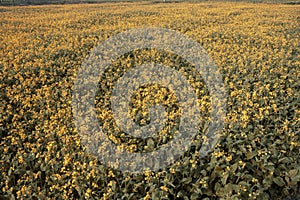 Mustard flower field yellow colors a lovely summer day