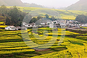 Mustard flower fields and an ancient village