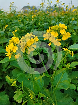 Mustard flower photo