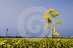 The Mustard flower in the indian field.The secale cereale flower in the indian field.