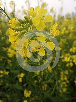 Mustard flower photo