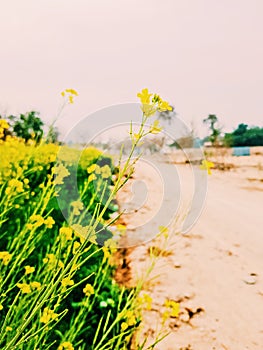 Mustard Flower Mustard Plant Mustard Field Nature Lovers Naturephotography