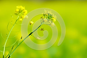 Mustard flower