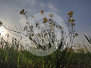 Mustard flower and plant