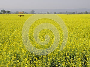 Mustard flower plants