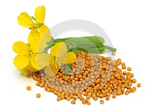 Mustard flower with seeds