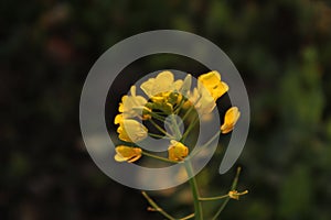 Mustard flower in the subcontinent