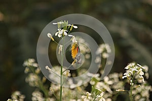 Mustard flower You must like it