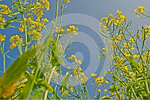 Mustard Flowers