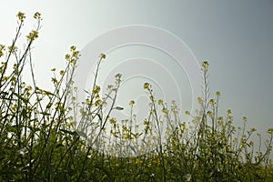 Mustard flowers blossoms in the field on a sunny day