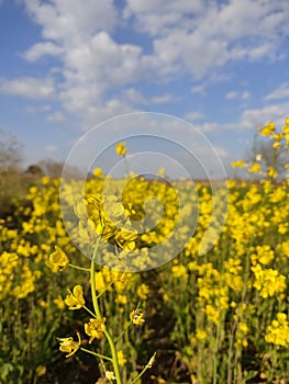 Mustard flowers in fields