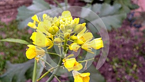 Mustard flowers and fruit's buds.