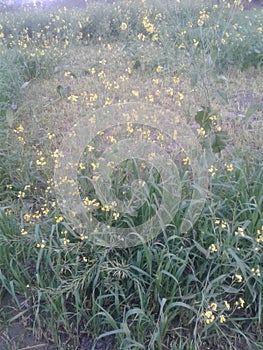 Mustard flowers of India.
