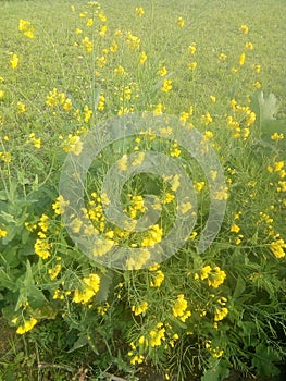 This is mustard flowers in india photo
