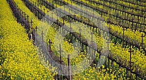 Mustard flowers in Napa vineyard