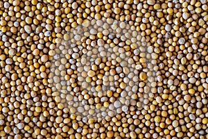 Mustard grains - mustard seeds pattern - mustard beans - mustard wallpaper - kitchen wallpaper