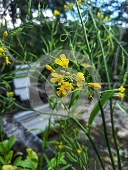 Mustard greend flower