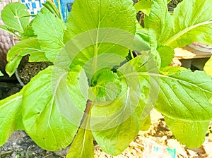 Mustard greens that have flourished photo